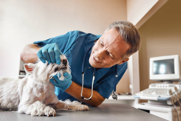 Best Emergency Gum Treatment in Lake Norman Of Catawba, NC